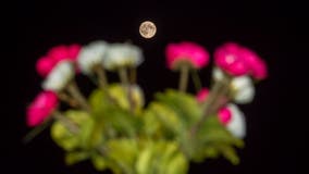 Flower moon 2023: When to see the brightest full moon in May