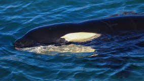 Scientists baffled over apparent coordinated attack by killer whales on boats