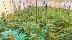 Marijuana legalization: Gov. Walz signs Minnesota cannabis bill into law