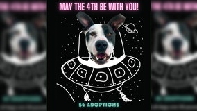 WCRAS offering $4 dog adoptions on May the 4th