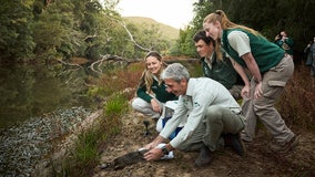 Watch: Platypuses return to Australian national park after being locally extinct for 50 years