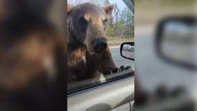 Bear spotted, approaches car in northern Minnesota