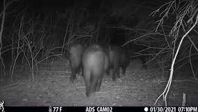 Wild hogs take over garden; Austin teacher raises funds to keep them out