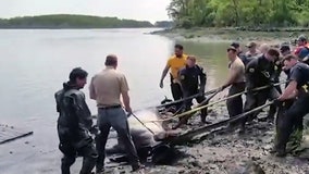 NYPD rescues horse in the Bronx stuck in muddy water