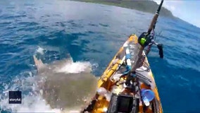 Tiger shark attacks kayaker off Hawaii coast: ‘Mistook me for the seal’