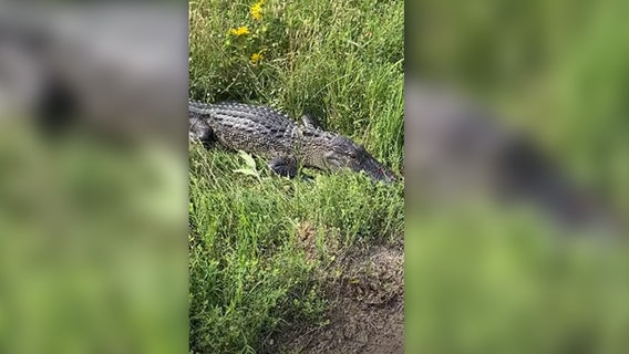 Alligator found in ditch in Fayette County