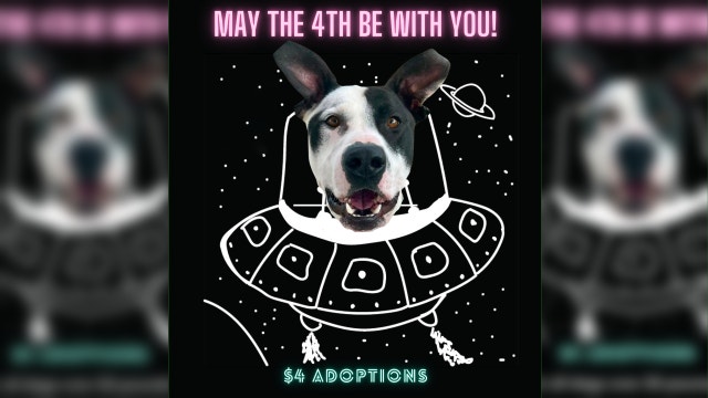 WCRAS offering $4 dog adoptions on May the 4th