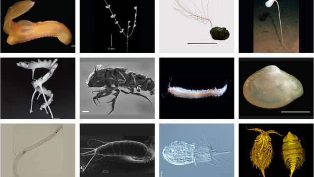 See some of the 5,000 new species found in planned mining zone of the deep Pacific
