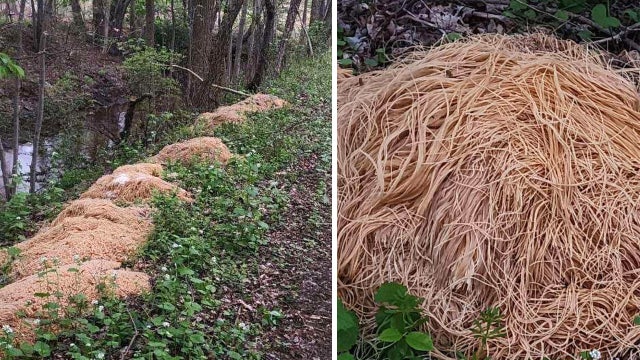 Oodles of noodles dumped in Old Bridge woods