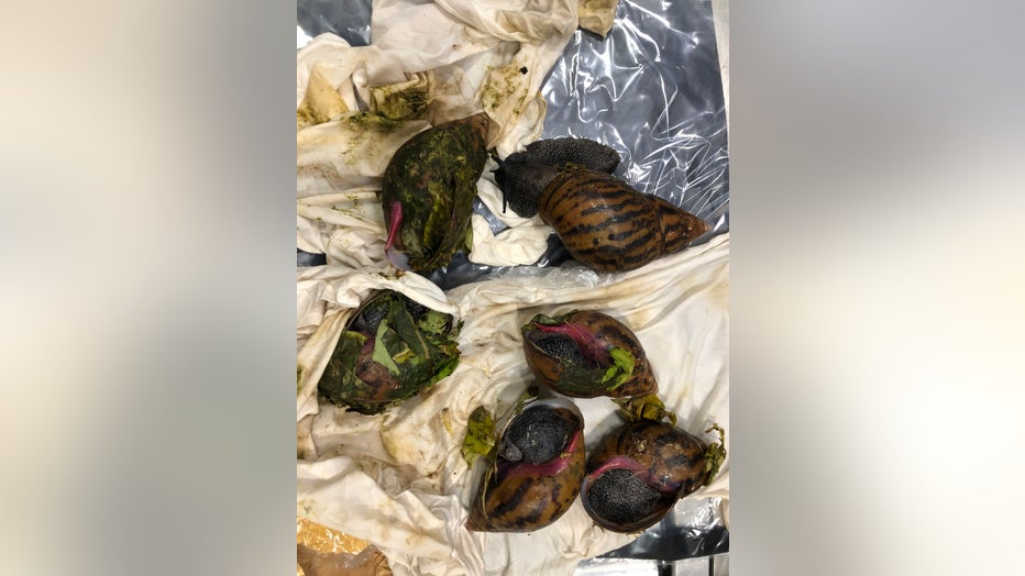 a5b5eb69-GIANT-SNAILS-CONFISCATED-BY-CBP-2.jpg