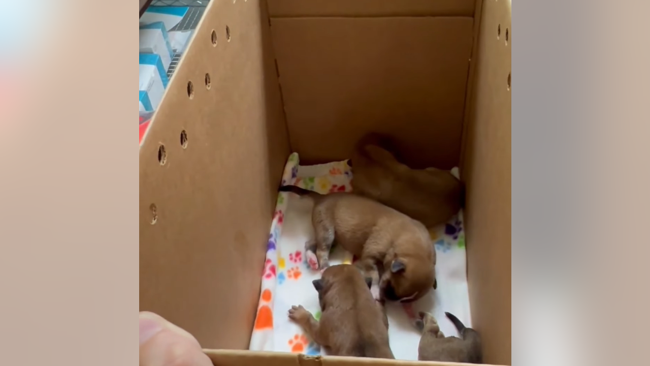 8 puppies abandoned inside garbage bag in near triple-digit heat in austin