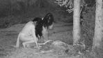 Scantily clad 'witches' caught munching on deer carcass in bizarre security cam footage
