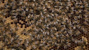 Fayette County man attacked by bees: FCSO