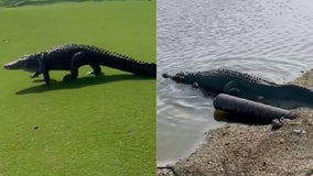 Giant gator invades Florida golf course in wild video