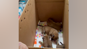 8 puppies abandoned inside garbage bag in near triple-digit heat in Austin