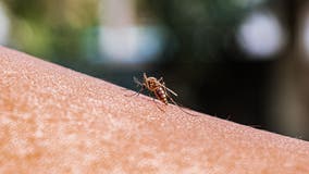 Texan with no travel history diagnosed with malaria