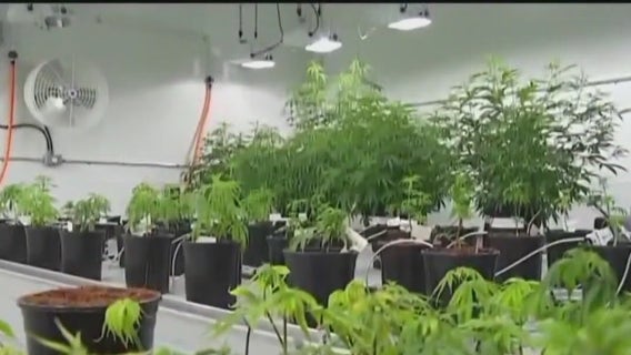 Care Force: What is the status of cannabis for veterans in Texas?