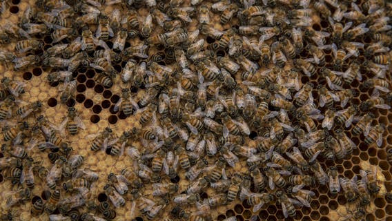 Fayette County man attacked by bees: FCSO