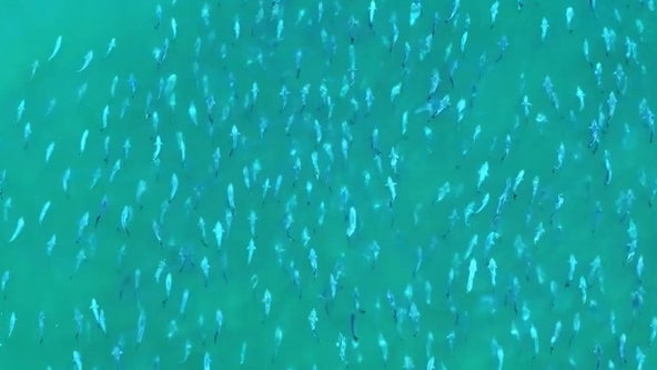 Watch: Shimmering school of bluefish seen migrating off Long Island coast