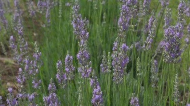 Things to do in Austin this weekend: June 9 to 11