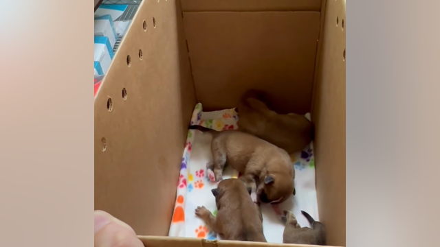 8 puppies abandoned inside garbage bag in near triple-digit heat in Austin
