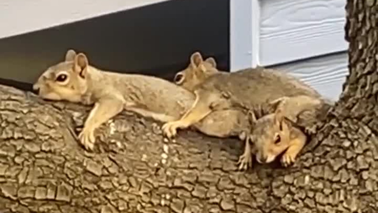Squirrels ‘sploot’ in tree to cool down during Texas heatwave