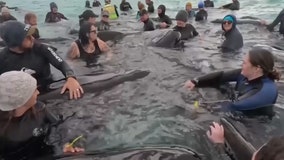 Beached whales euthanized in Australia after frantic rescue efforts fail