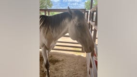 Hill Country SPCA takes in seized horses