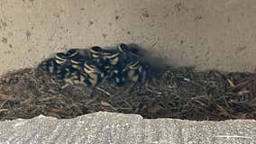 Round Rock firefighters rescue ducklings from storm drain