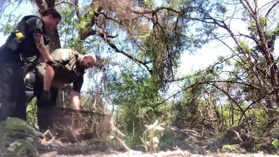 Baby raccoons rescued from dumpster by Cedar Park police