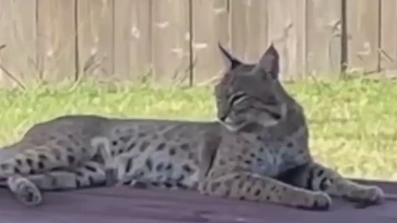 Bobcats take up residency under deck of Pflugerville home