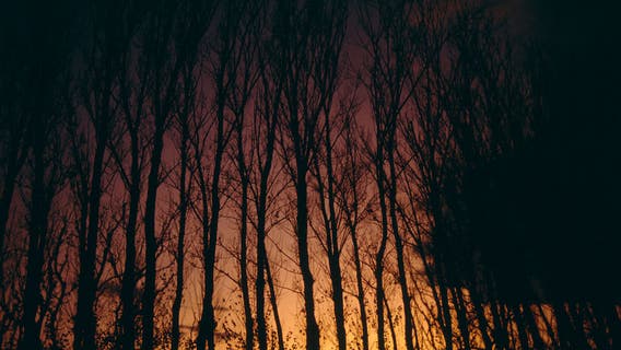 Rabid bobcat attacks 3 Connecticut camp counselors