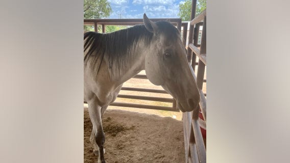 Hill Country SPCA takes in seized horses