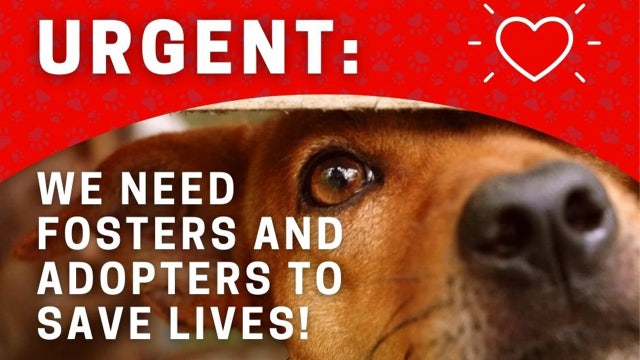 Lockhart Animal Shelter runs out of space