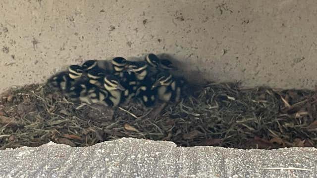 Round Rock firefighters rescue ducklings from storm drain