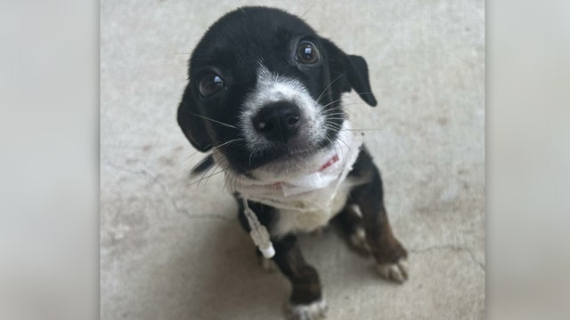Pet adoption fees waived at Austin Pets Alive! through July 12