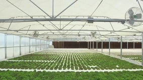 Georgetown lettuce grower uses hydroponics to beat the heat
