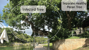 Iconic Barton Springs leaning pecan tree to be removed due to fungal infection: PARD