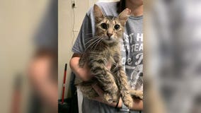 Cat has leg amputated after taking bullet, says Austin Humane Society