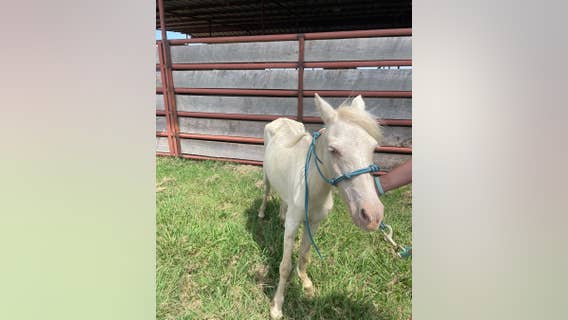 71 malnourished animals, some pregnant with 'high parasite load,' rescued in Oklahoma cruelty case