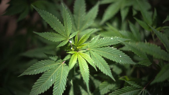 Bastrop voters support marijuana decriminalization