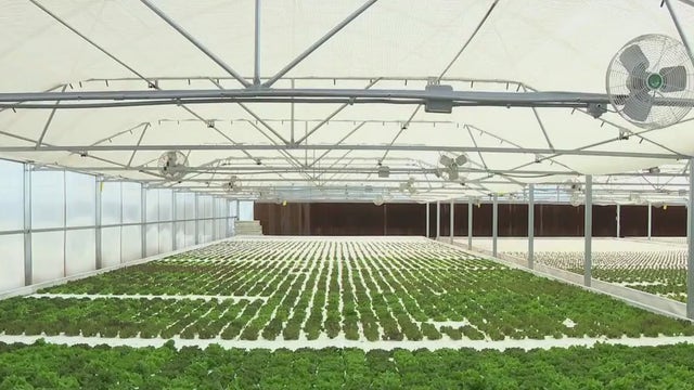 Georgetown lettuce grower uses hydroponics to beat the heat