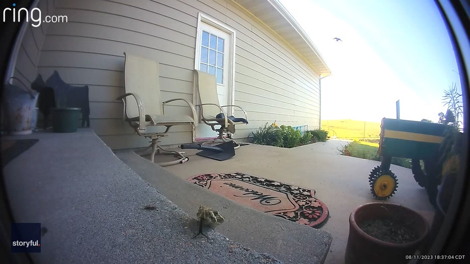 Storyful-294050-FedEx_Delivery_Driver_Kills_Rattlesnake_on_Rural_Nebraska_Porch.mp4_.00_00_05_14.Still001.jpg