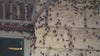 Texas' severe drought, pop-up showers breeds boom in cricket population