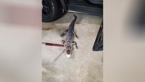 Missing alligator captured in Piscataway, New Jersey park