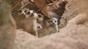 Meerkats return to San Antonio Zoo after nearly 3 decades