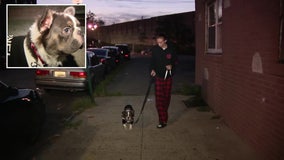 Months later, New Jersey man tracks down stolen French bulldog