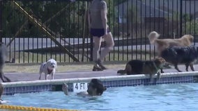 Leander pool holds dog pool party to celebrate end of summer