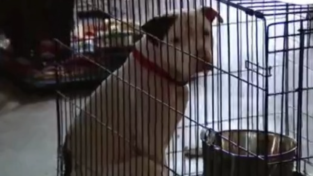 Audit finds Austin Animal Center jeopardizes mission with poor living conditions