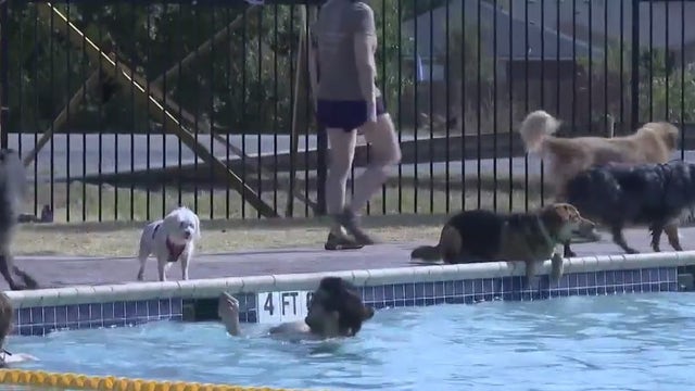 Leander pool holds dog pool party to celebrate end of summer